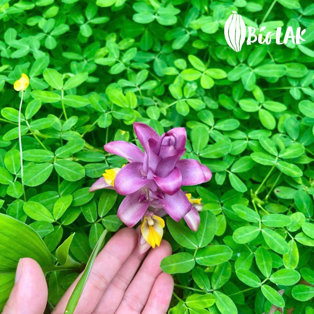 Hoa bông giờ thường được thu hái khi vừa chớm nở để giữ hương thơm nhẹ và tinh chất mát lành.