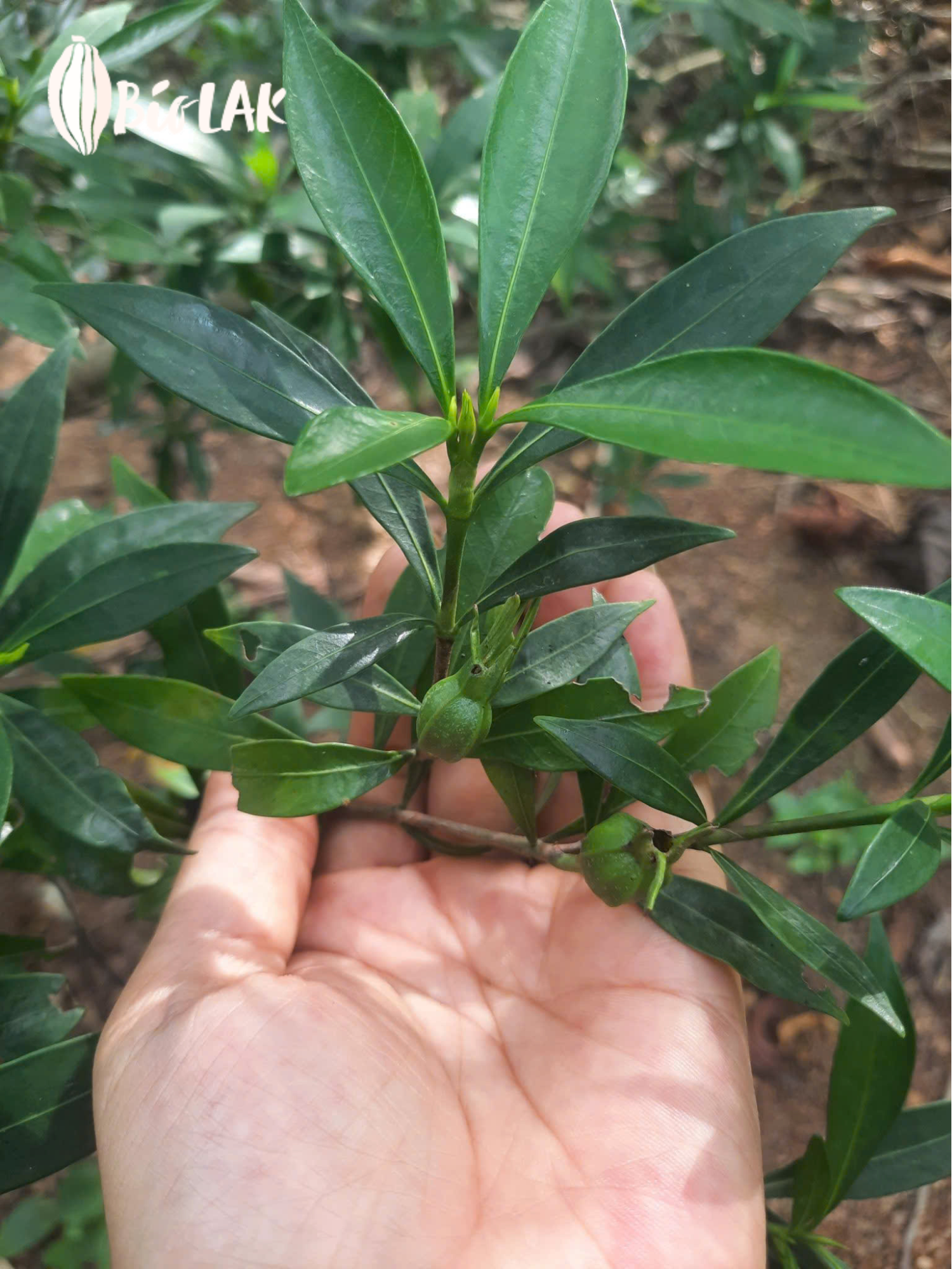 Hoa dành dành đang nở dịu dàng giữa tán lá xanh rì.