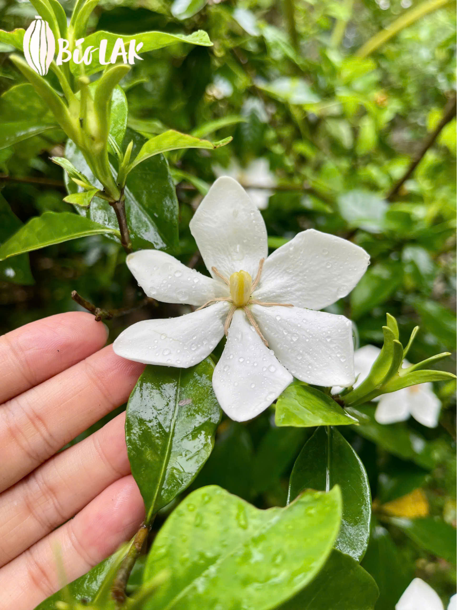 Hoa dành dành lá to nở giữa khu vườn Bio LAK, cánh trắng nhẹ và thanh khiết.