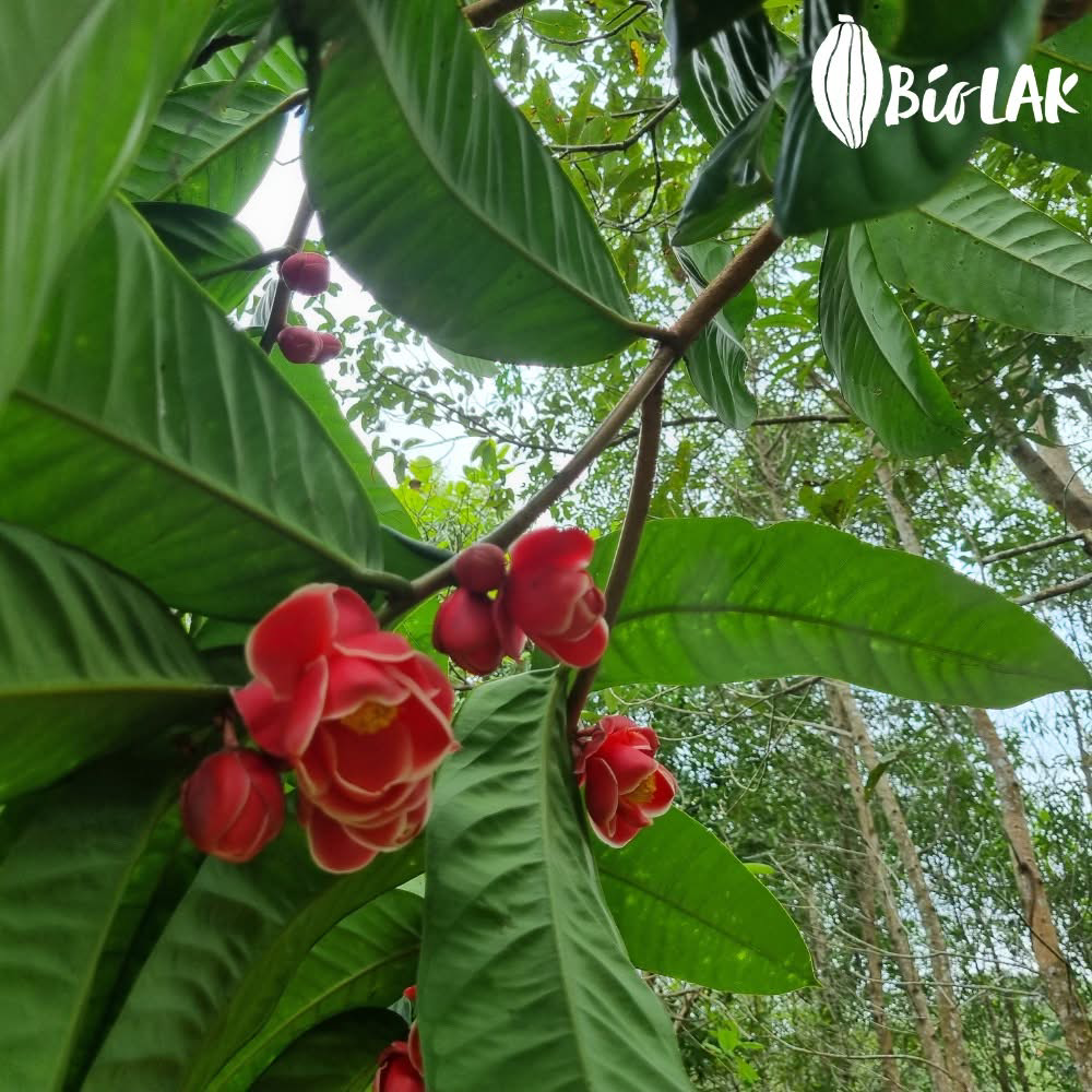 Một góc quen thuộc trong vườn Bio LAK tại Lâm Đồng, nơi hoa trà đỏ được chăm sóc theo hướng vườn rừng.