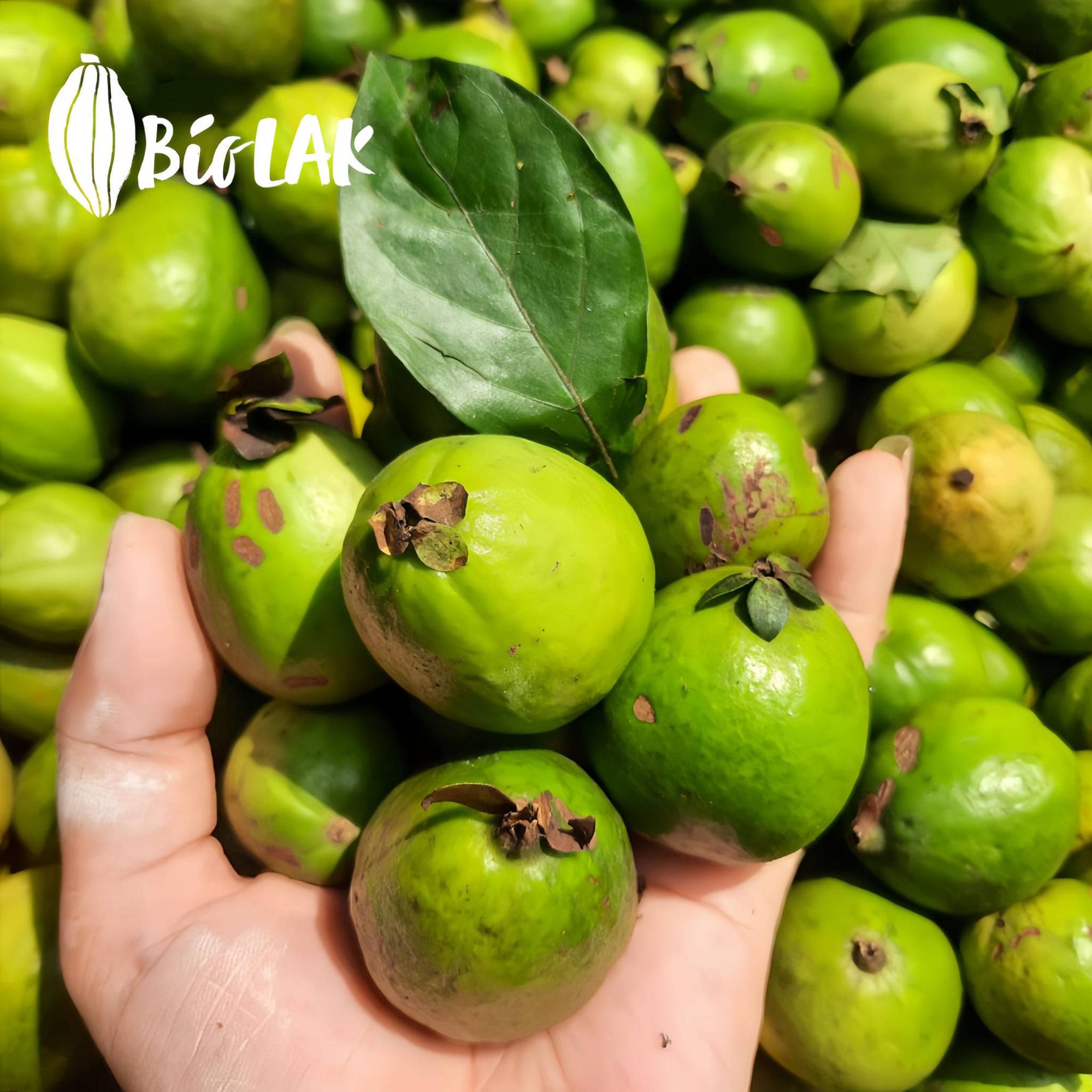 Quả găng ổi khi mùa chín gọi về trong dáng hình nhỏ xíu