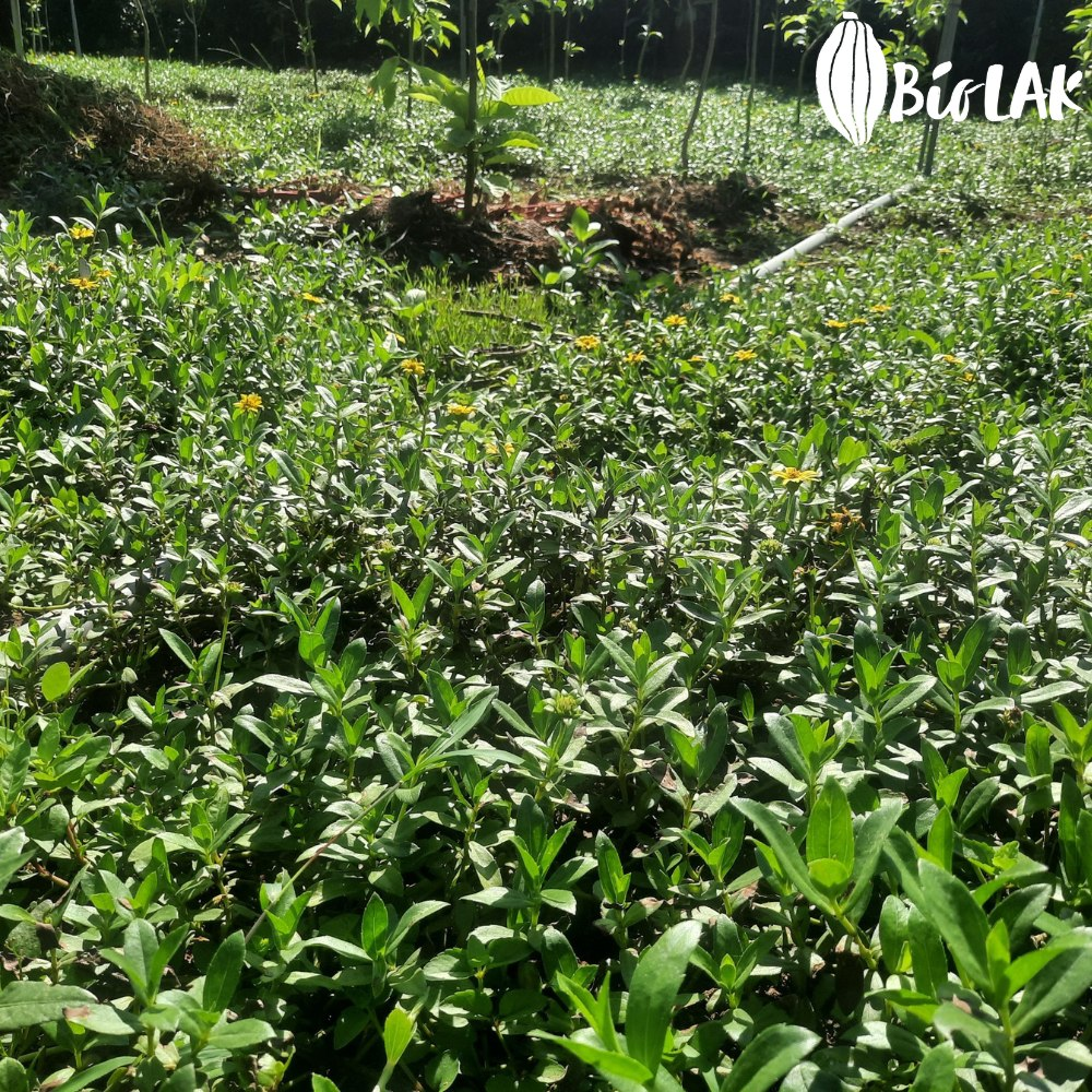 Sài đất nếp tại vườn Bio LAK