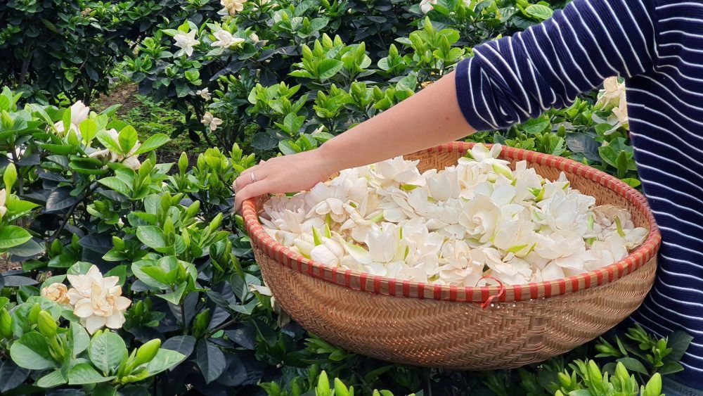 Thu hái hoa bạch thiên hương