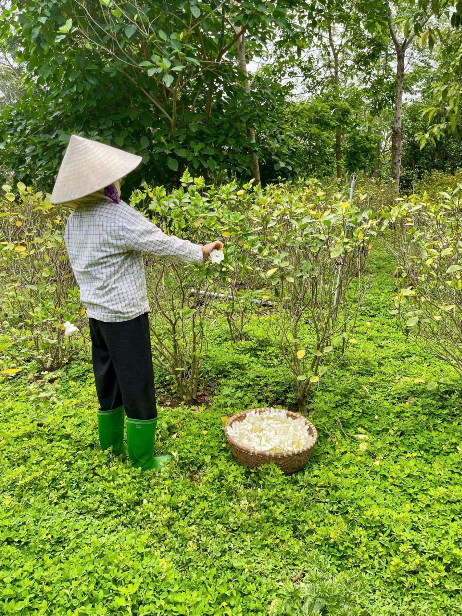 Thu hoạch hoa dành dành lá to