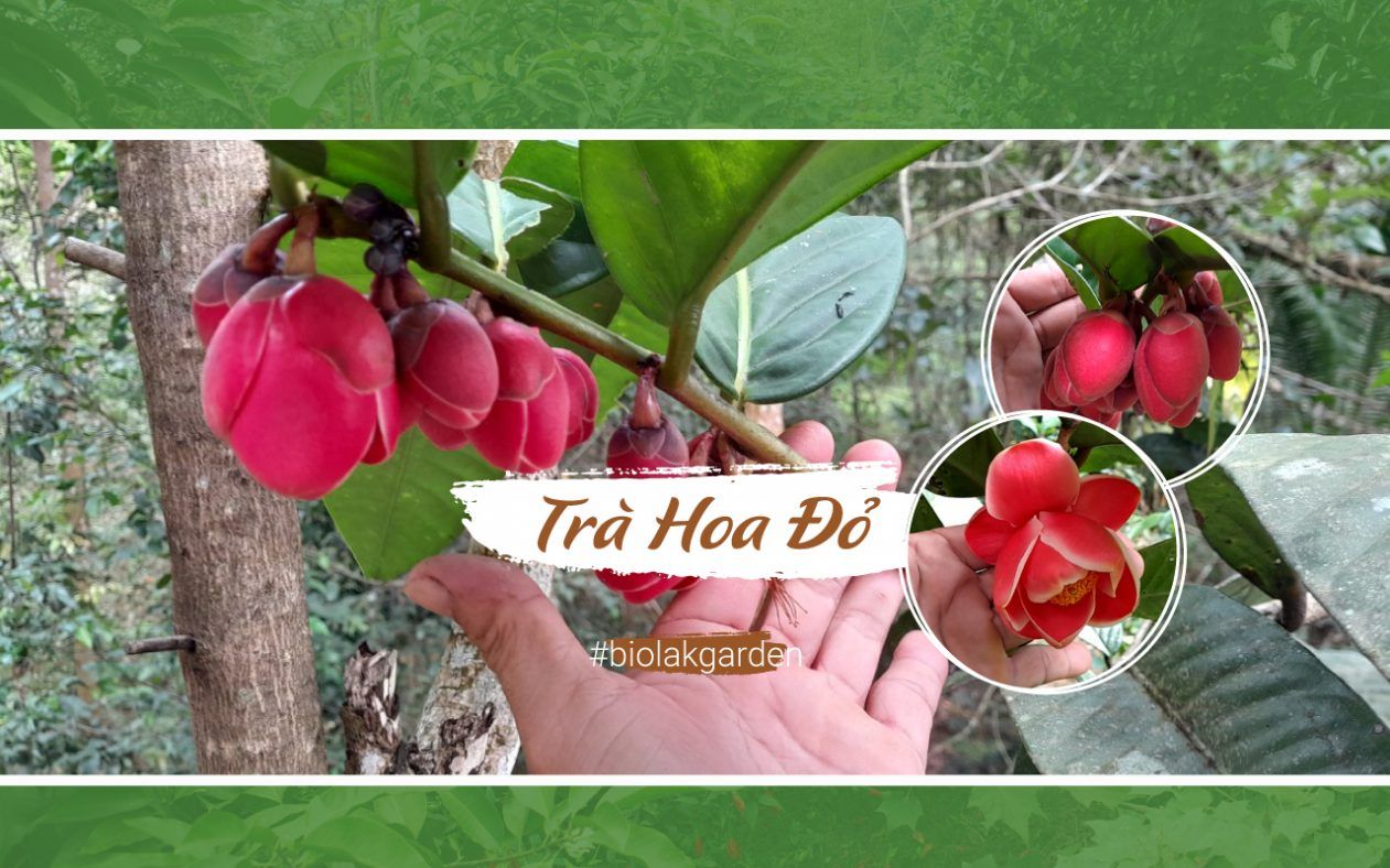 Trà Hoa Đỏ