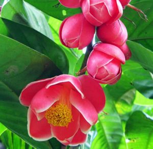 Nước cất trà hoa đỏ (Camellia)