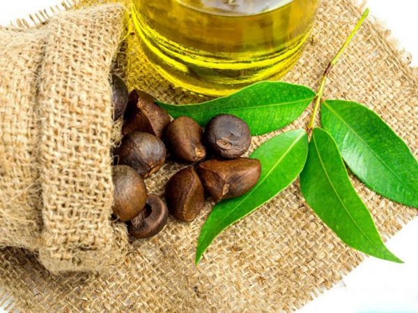 Dầu hạt hoa trà