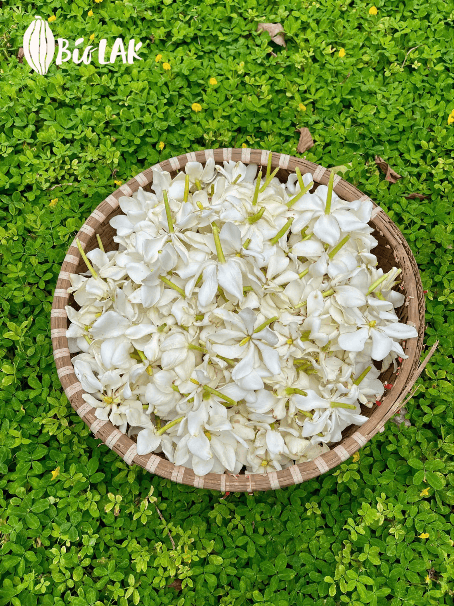 Nước cất hoa Dành Dành