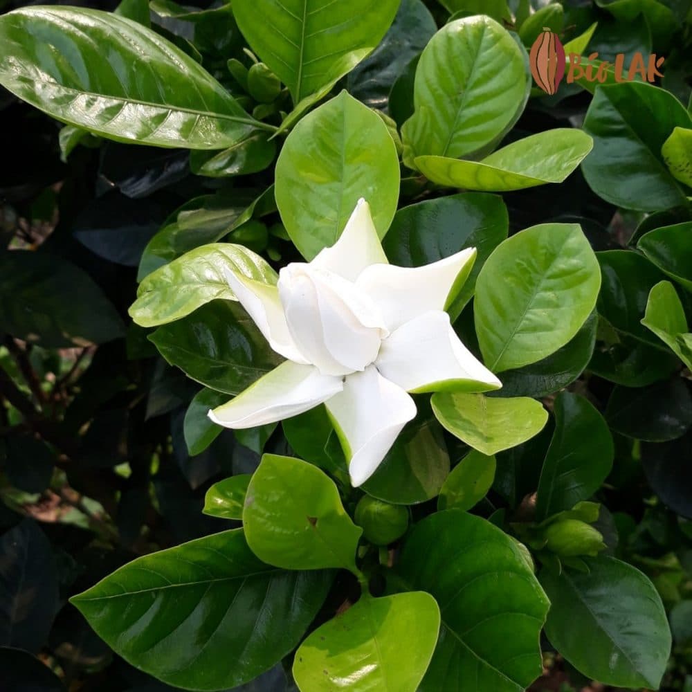 Hoa Bạch Thiên Hương