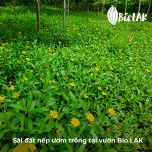 Sài nếp