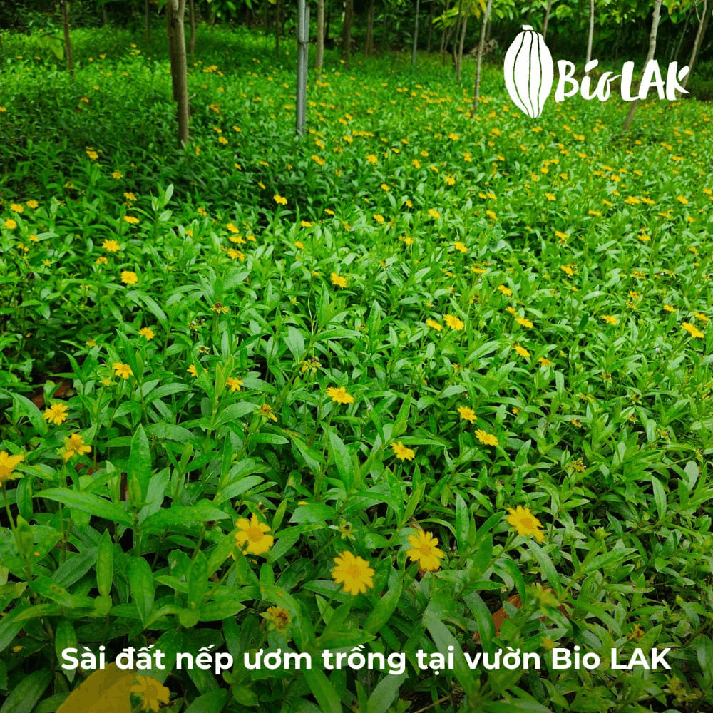 Sài nếp