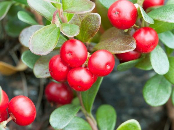 Chiết xuất Bearberry