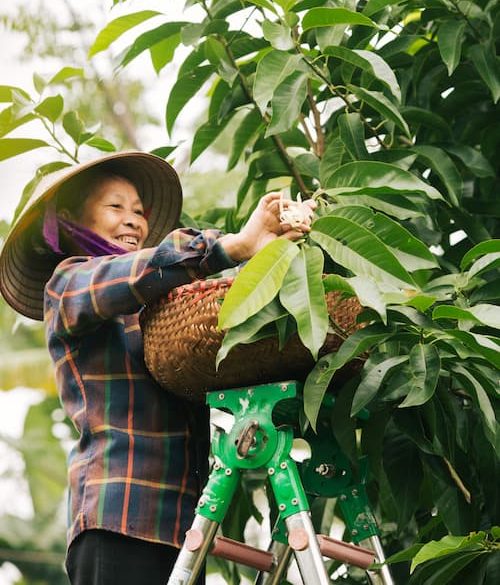 Thu hái hoa làm nguyên liệu